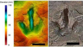 Ancient footprints may show dinosaur duo strolling along the beach