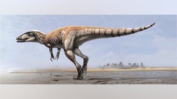 Dino Down Under sported claws the size of kitchen knives