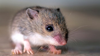 Scientists researching brain disorders create super-clever mice