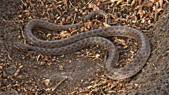 Species of snake lost for nearly 80 years found on Mexican island