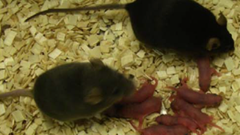 Live mice are bred from artificially developed egg