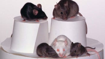 Scientists implant tiny robots inside live mice