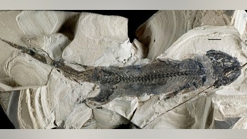 Remarkable limb regeneration began 300 million years ago