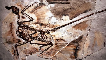 Dinosaur dandruff found in 125 million-year-old tiny beast