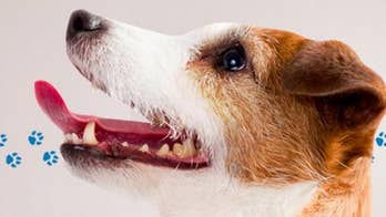 1 Million Steps for Happy, Healthy Dogs