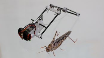 This locust-sized robot would fit into your hand