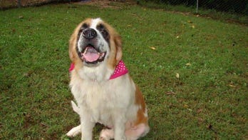 5 years after being stolen, therapy dog is coming home to her owner