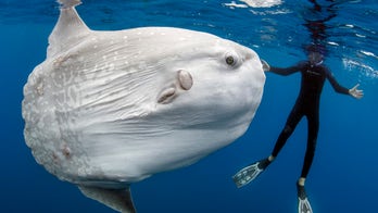 This 5,000-pound behemoth is the world's heaviest bony fish