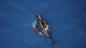 Scientists ask Obama to protect right whales from sonic threat
