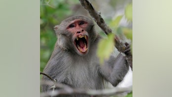 Florida is trying to get rid of dangerous, virus-excreting wild monkeys