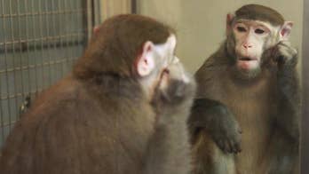 Can monkeys learn to recognize themselves in the mirror?