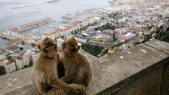 GPS collars used to end monkey madness in Gibraltar
