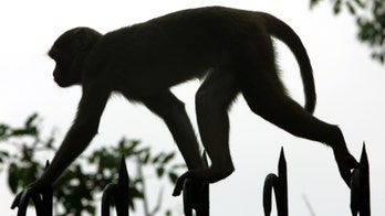 'Baby snatcher' monkey hunted after infant found dead in well