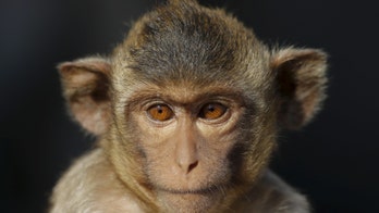 Surgeon claims he successfully transplanted monkey head