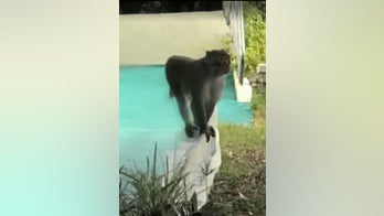 Wild monkeys spotted outside Orlando