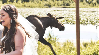 Moose crashes Alaska couple's wedding, 'obliviously' gallops through ceremony