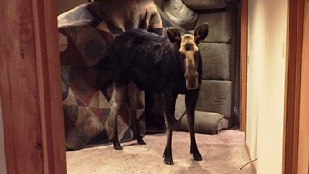 Moose surprises Idaho family after falling into basement