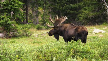 Moose hunter slams Facebook critics who called her 'disgusting'