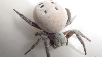 'Mom of the year?' Mother spider feeds self to babies
