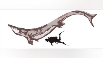 Newfound ancient 'sea monster' is largest yet from Antarctica