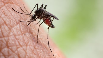 What is West Nile virus? 3 things to know about the mosquito-spread ailment