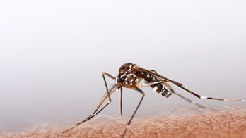 Aggressive Florida mosquito set to spoil summer, scientist says