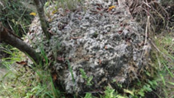 Huge earthworms built strange dung mounds