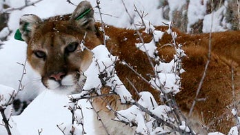 Secret to surviving mass extinctions? Don't be a picky eater