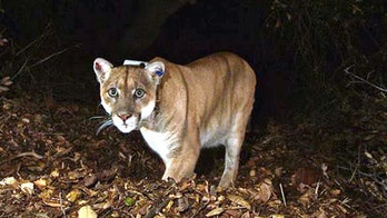 Mountain lion crashes through California woman's bedroom window
