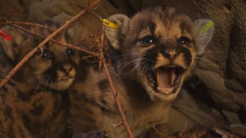 2 mountain lion litters found in California mountains