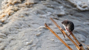 Mice with 3D-printed ovaries give birth to healthy offspring