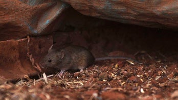 Why mice are nature's jet engines