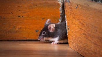 How to spot a mice problem before you move in