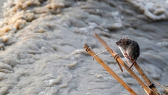 Genetically modified mice could help us sniff out explosives and diagnose diseases