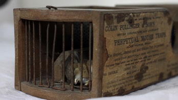 19th-century 'Perpetual Mouse Trap' lives up to its name