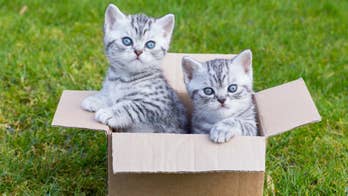 The Best Way to Move With Pets Without Freaking Them Out