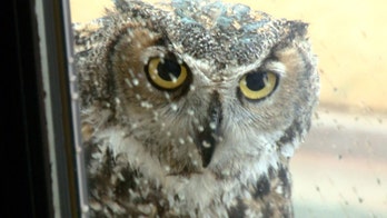 'Celebrity' owl with followers worldwide found shot to death in Oklahoma City