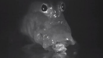 Weird 'water tongue' lets fish feed on land