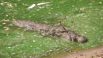 Alligators, crocodiles use tools to hunt -- a first