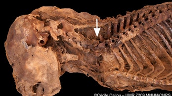 Egyptian dog mummy infested with bloodsucking parasites