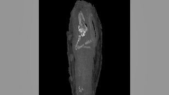 Youngest Egyptian mummified fetus identified in British museum