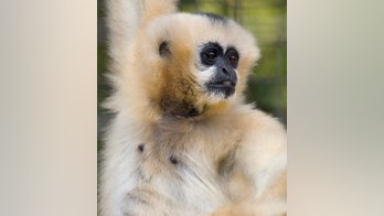 Elderly, 'feisty' white-cheeked Gibbon dies at the Smithsonian's National Zoo