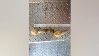 Family sickened from eating wild 'vomiter' mushrooms