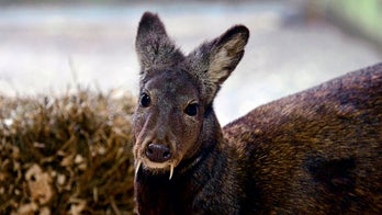 Deer with 'vampire fangs' spotted for 1st time in decades