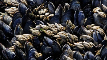 Trace amounts of opioids found in shellfish off Seattle coast: report