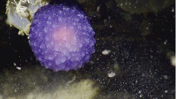 Mysterious purple sea orb stymies scientists