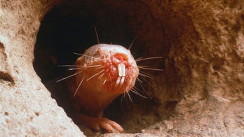 Weird: Naked mole rats don't die of old age