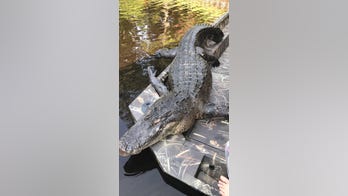 Woman finds huge dead alligator in North Carolina river