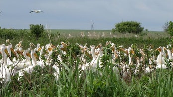 Nest-apalooza: 30,000 pelicans return to North Dakota refuge to nest, raise young, feast