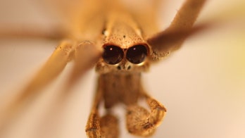 What's up with this spider's enormous eyes?